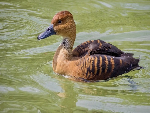 Fulvous Whistling-duck